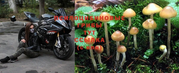 шишки Богородск