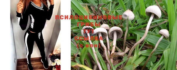 ПСИЛОЦИБИНОВЫЕ ГРИБЫ Бородино